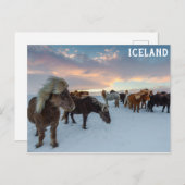 IJsland Wilde Paarden Reisfoto Briefkaart (Voorkant / Achterkant)