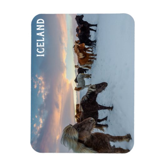 IJsland Wilde Paarden Reisfoto Magneet (Verticaal)