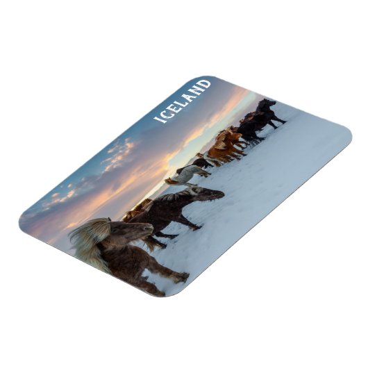IJsland Wilde Paarden Reisfoto Magneet (Linkerzijde)