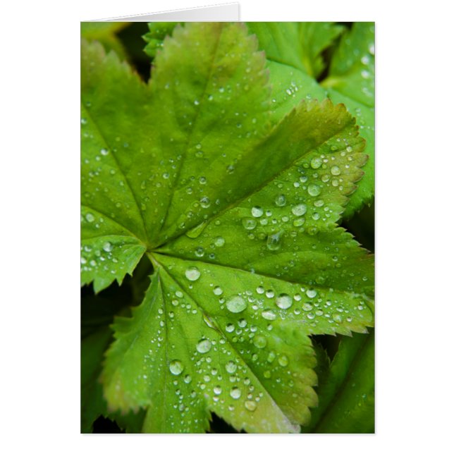 IJsland. Zuid-regio. Gullfoss (Voorkant)