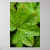 IJsland. Zuid-regio. Gullfoss Poster (Voorkant)