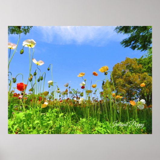 IJslandklaproos [bloem] Poster (Voorkant)