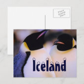 IJslands arctische pinguïns briefkaart (Voorkant / Achterkant)