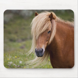 IJslands foal Muismat