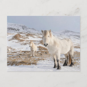 IJslands paard   Blonduos, IJsland Briefkaart
