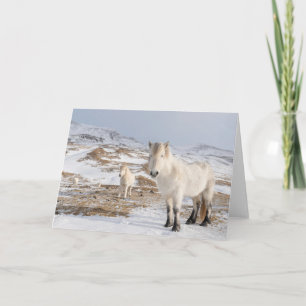 IJslands paard   Blonduos, IJsland Kaart