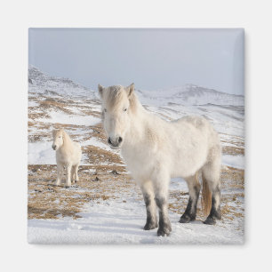 IJslands paard   Blonduos, IJsland Magneet