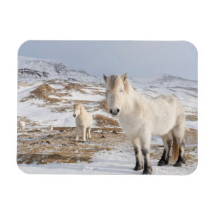 IJslands Paard Blonduos, IJsland Magneet