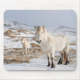 IJslands Paard Blonduos, IJsland Muismat