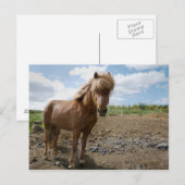 IJslands paard II Briefkaart (Voorkant / Achterkant)