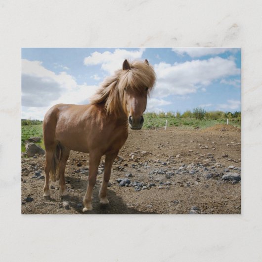 IJslands paard II Briefkaart (Voorkant)