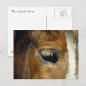 IJslands paard - IJsland Briefkaart (Voorkant / Achterkant)