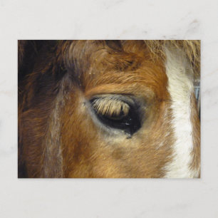 IJslands paard - IJsland Briefkaart