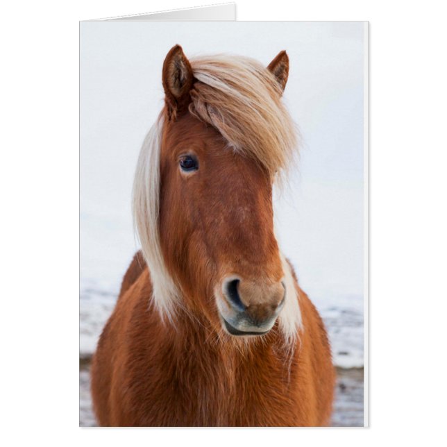 IJslands paard in de winter (Voorkant)
