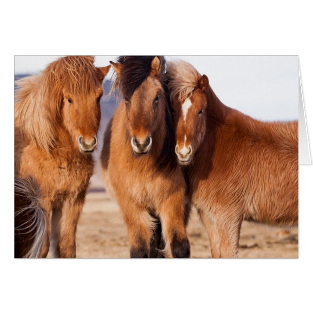 IJslands paard in de winter (Voorkant Horizontaal)