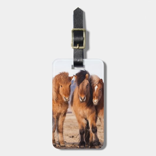 IJslands paard in de winter Bagagelabel (Voorkant verticaal)