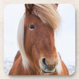 IJslands paard in de winter Bier Onderzetter