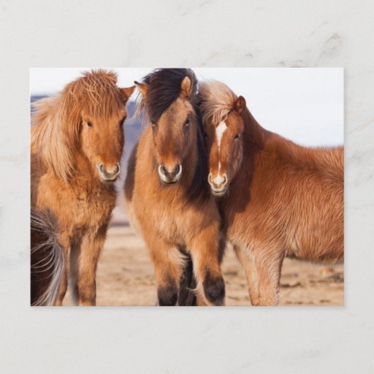IJslands paard in de winter Briefkaart (Voorkant)