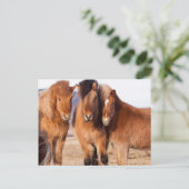 IJslands paard in de winter Briefkaart (Staand voorkant)