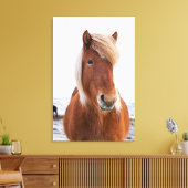 IJslands paard in de winter Canvas Afdruk (Insitu (Woonkamer))