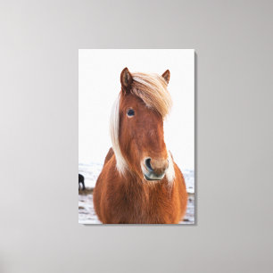 IJslands paard in de winter Canvas Afdruk
