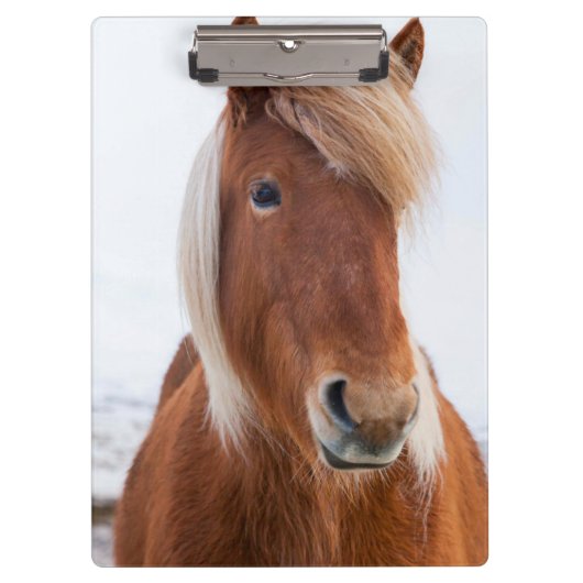 IJslands paard in de winter Klembord (Voorkant)