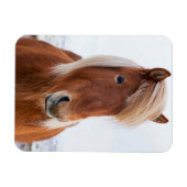 IJslands paard in de winter Magneet (Horizontaal)