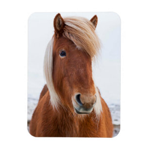IJslands paard in de winter Magneet