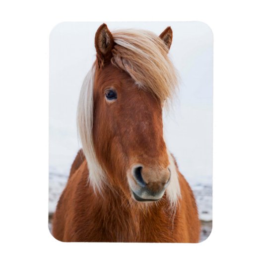 IJslands paard in de winter Magneet (Verticaal)
