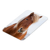 IJslands paard in de winter Magneet (Linkerzijde)
