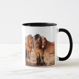 IJslands paard in de winter Mok