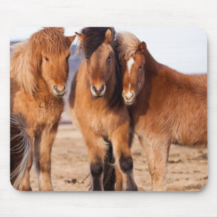 IJslands paard in de winter Muismat