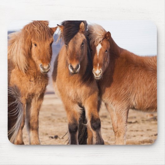 IJslands paard in de winter Muismat (Voorkant)