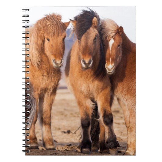 IJslands paard in de winter Notitieboek (Voorkant)