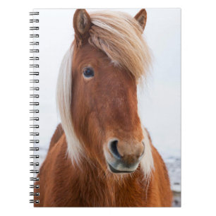 IJslands paard in de winter Notitieboek