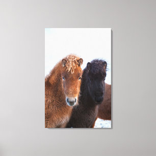 IJslands paard in de winter op IJsland Canvas Afdruk