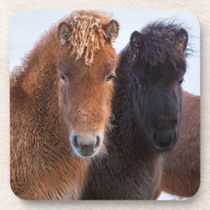 IJslands paard in de winter op IJsland Drankjes Onderzetter