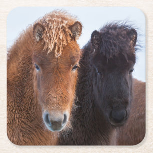 IJslands paard in de winter op IJsland Kartonnen Onderzetters