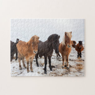 IJslands paard in de winter op IJsland Legpuzzel
