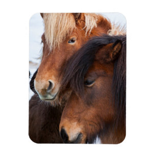 IJslands paard in de winter op IJsland Magneet