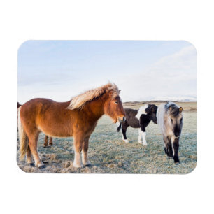 IJslands paard in de winter op IJsland Magneet