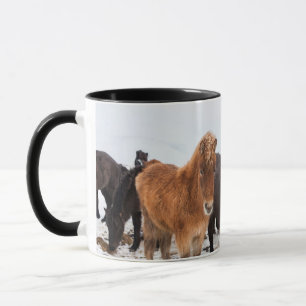 IJslands paard in de winter op IJsland Mok