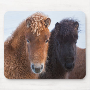 IJslands paard in de winter op IJsland Muismat