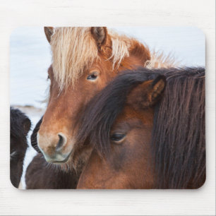 IJslands paard in de winter op IJsland Muismat
