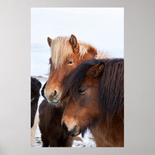 IJslands paard in de winter op IJsland Poster