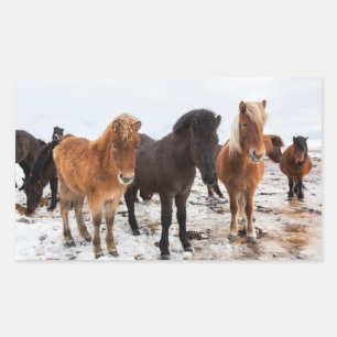 IJslands paard in de winter op IJsland Rechthoekige Sticker