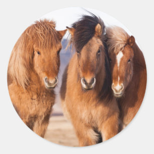 IJslands paard in de winter Ronde Sticker