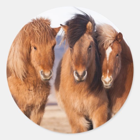 IJslands paard in de winter Ronde Sticker (Voorkant)