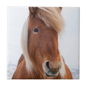 IJslands paard in de winter Tegeltje