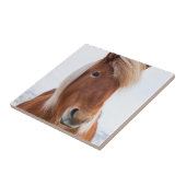 IJslands paard in de winter Tegeltje (Zijkant)